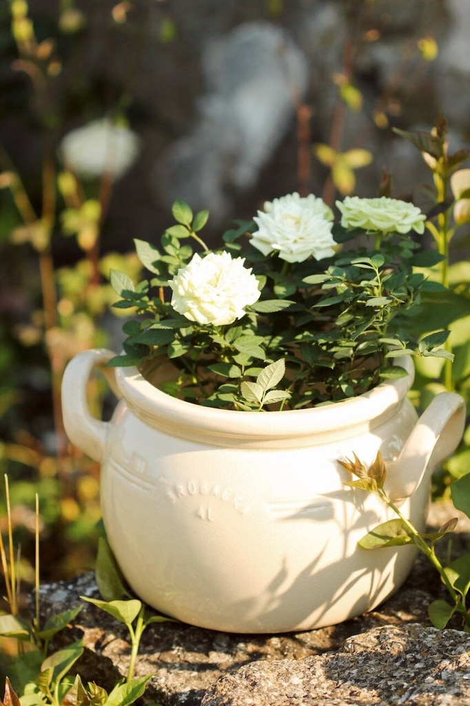 Pot Brobacka – Blanc Cassé – Strömshaga
