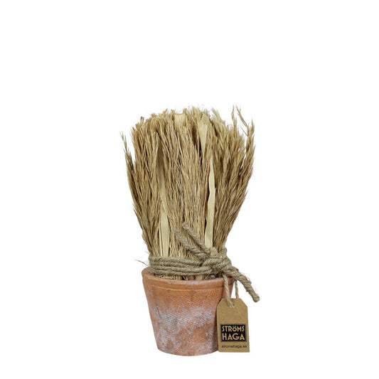 Bouquet roseaux séchés -Stromshaga- avec pot en terre cuite