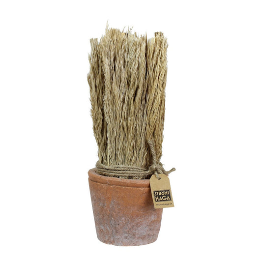 Bouquet roseaux séchés -Stromshaga- avec pot en terre cuite